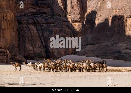 Troupeau de chameaux, bassin de Guelta d'Archei, plateau Ennedi, Tchad Banque D'Images