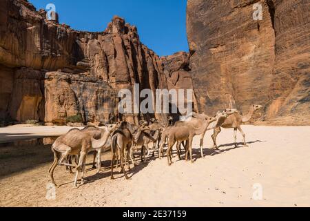 Troupeau de chameaux, bassin de Guelta d'Archei, gorge rocheuse, plateau Ennedi, Tchad Banque D'Images