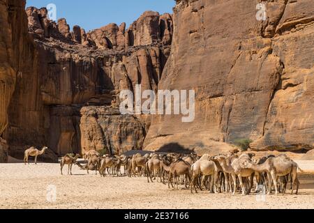 Troupeau de chameaux, bassin de Guelta d'Archei, plateau Ennedi, Tchad Banque D'Images