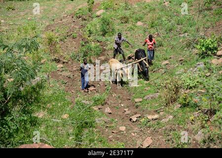 ZAMBIE, Sinazongwe, tribu des Tonga, village Muziyo, agriculture de contour dans la chaîne de montagnes , labourage avec du boeuf le long des lignes de contour d'une colline Banque D'Images