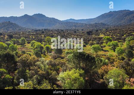 Paysage typique dans le parc national de Sierra de Andujar, Espagne Banque D'Images