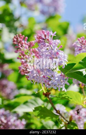 Lilas commun (Syringa vulgaris), Suisse Banque D'Images