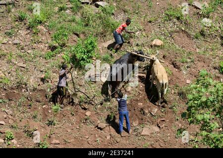 ZAMBIE, Sinazongwe, tribu des Tonga, village Muziyo, agriculture de contour dans la chaîne de montagnes , labourage avec du boeuf le long des lignes de contour d'une colline Banque D'Images