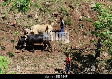 ZAMBIE, Sinazongwe, tribu des Tonga, village Muziyo, agriculture de contour dans la chaîne de montagnes , labourage avec du boeuf le long des lignes de contour d'une colline Banque D'Images