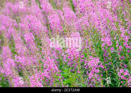 feuilles étroites de wlowherb, Epilobium angustifolium, Suisse Banque D'Images