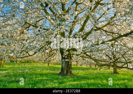 Cerisier au printemps, Prunus avium, Suisse Banque D'Images