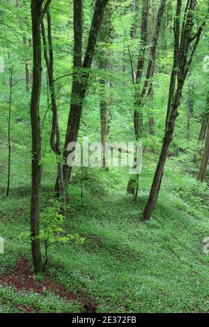 Forêt avec ail sauvage en fleur au printemps, Suisse Banque D'Images