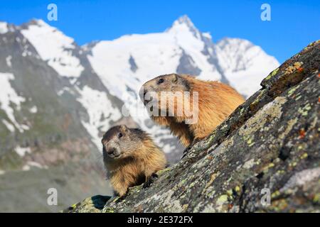 Marmot alpin (Marmota marmota) en face de Grossglockner Banque D'Images