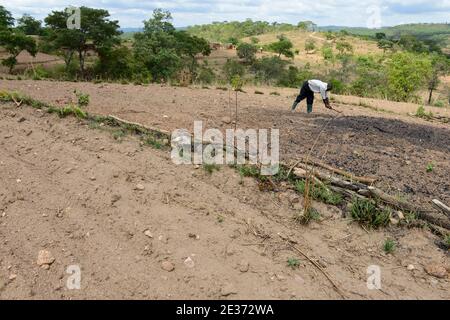 ZAMBIE, Sinazongwe, agriculture de contour, agriculture dans la région vallonnée, labourage le long des lignes de contour de colline et des rangées d'herbe pour la protection contre l'érosion / SAMBIA, Sinazongwe, Dorf Muziyo, agriculture de contour, Kontur Anbau ist die landwirtschaftliche Praxis des Pflanzens über einen Hang konentlang seiner Höhenturlinien. Die mit Bepplanzten, die Beratung und Vertrieb von Dienstleistungen in Zeiten starken Wasserablaufs verringert Banque D'Images