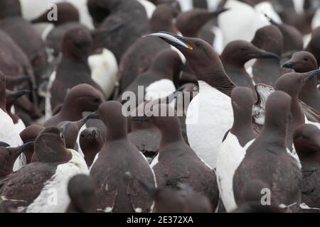 guillemot commun (Uria aalge), Commom guillemot commun Banque D'Images