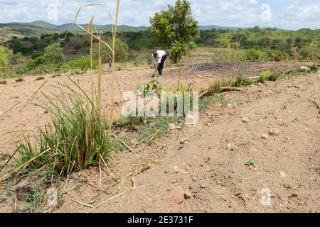 ZAMBIE, Sinazongwe, agriculture de contour, agriculture dans la région vallonnée, labourage le long des lignes de contour de colline et des rangées d'herbe pour la protection contre l'érosion / SAMBIA, Sinazongwe, Dorf Muziyo, agriculture de contour, Kontur Anbau ist die landwirtschaftliche Praxis des Pflanzens über einen Hang konentlang seiner Höhenturlinien. Die mit Bepplanzten, die Beratung und Vertrieb von Dienstleistungen in Zeiten starken Wasserablaufs verringert Banque D'Images