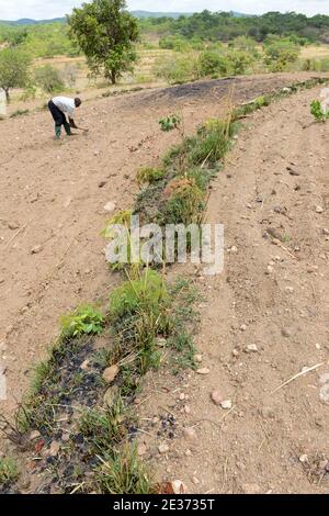 ZAMBIE, Sinazongwe, agriculture de contour, agriculture dans la région vallonnée, labourage le long des lignes de contour de colline et des rangées d'herbe pour la protection contre l'érosion / SAMBIA, Sinazongwe, Dorf Muziyo, agriculture de contour, Kontur Anbau ist die landwirtschaftliche Praxis des Pflanzens über einen Hang konentlang seiner Höhenturlinien. Die mit Bepplanzten, die Beratung und Vertrieb von Dienstleistungen in Zeiten starken Wasserablaufs verringert Banque D'Images