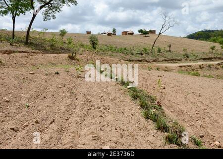 ZAMBIE, Sinazongwe, agriculture de contour, agriculture dans la région vallonnée, labourage le long des lignes de contour de colline et des rangées d'herbe pour la protection contre l'érosion / SAMBIA, Sinazongwe, Dorf Muziyo, agriculture de contour, Kontur Anbau ist die landwirtschaftliche Praxis des Pflanzens über einen Hang konentlang seiner Höhenturlinien. Die mit Bepplanzten, die Beratung und Vertrieb von Dienstleistungen in Zeiten starken Wasserablaufs verringert Banque D'Images