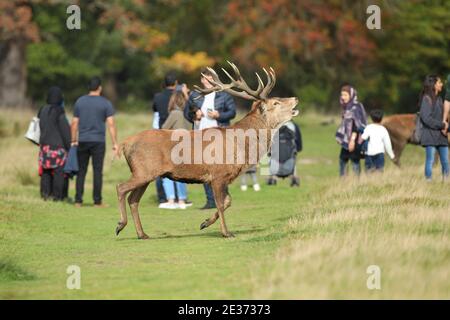 Cerf rouge et visiteur du parc, Richmond Park, Londres, Angleterre, Royaume-Uni Banque D'Images