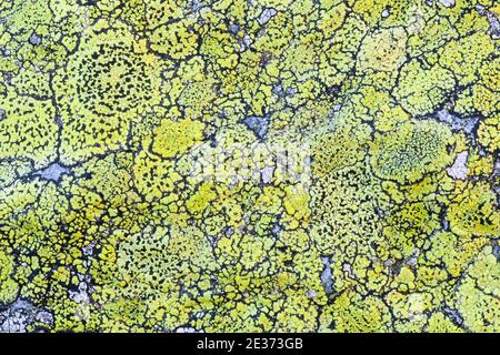 Lichens sur la roche dans les Alpes suisses à Sutenpass, été, Steingletscher, Oberland bernois, Berne, Suisse Banque D'Images