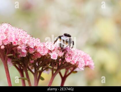 Vestal cuckoo Bumblebee (Bombus vestalis) sur Sedum 'Autumn Joy' Banque D'Images