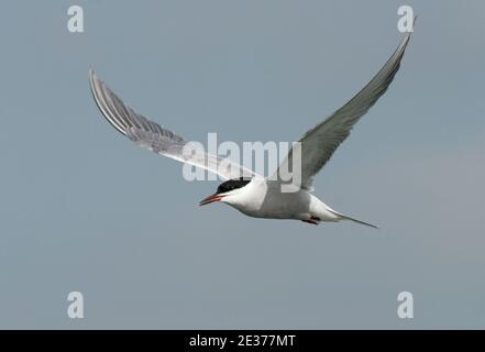 Sterna hirundo, adulte en plumage d'été, en vol au-dessus du réservoir de Farmoor, Oxfordshire, 10 mai 2017. Banque D'Images