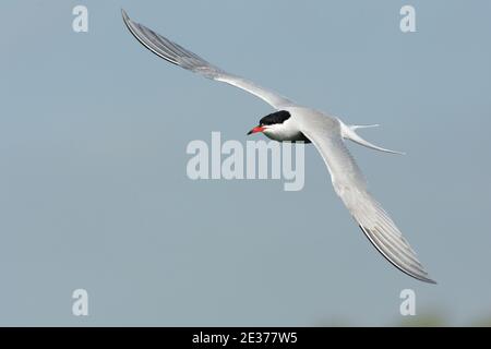 Sterna hirundo, adulte en plumage d'été, en vol au-dessus du réservoir de Farmoor, Oxfordshire, 10 mai 2017. Banque D'Images