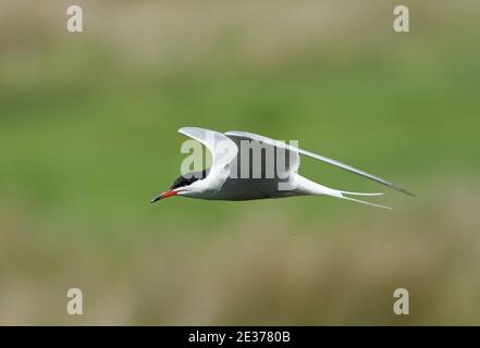 Sterna hirundo, adulte en plumage d'été, en vol au-dessus de la réserve naturelle Otmoor de RSPB, Oxfordshire, 14 mai 2017. Banque D'Images