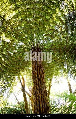 Une fougère d'arbres rugueuse, Dicksonia squarrosa, dans la réserve naturelle d'Abel Tasman, Île du Sud, Nouvelle-Zélande. Banque D'Images