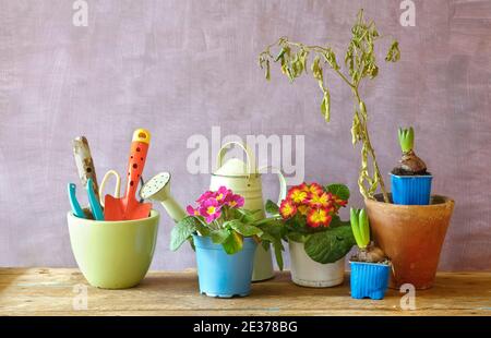 jardinage au printemps, jeunes fleurs de primula et de jacinthe avec des outils de jardinage, bon espace de copie Banque D'Images