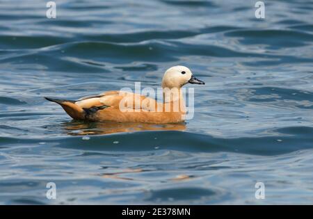 Femelle Ruddy Shelduck, Tadorna ferruginea, nageant sur le réservoir de Farmoor, Oxfordshire, 10 août 2017. Banque D'Images