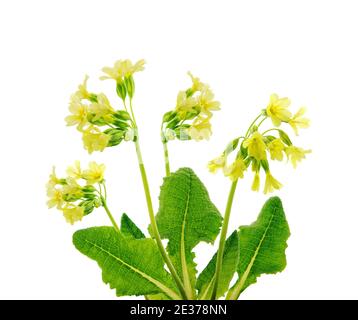 Primroses jaunes sauvages, isolées sur fond blanc Banque D'Images