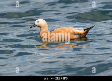 Femelle Ruddy Shelduck, Tadorna ferruginea, nageant sur le réservoir de Farmoor, Oxfordshire, 10 août 2017. Banque D'Images