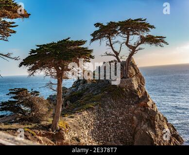 Pebble Beach, Californie, le 17 février 2018 : le Lone Cypress est un arbre emblématique qui se dresse au-dessus d'un affleurement en granit à Pebble Beach, entre-deux Banque D'Images