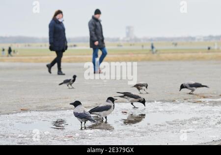 Berlin, Allemagne. 17 janvier 2021. Des corneilles de brouillard se tiennent près d'une flaque à moitié gelée sur Tempelhofer Feld. Dimanche, les températures dans la capitale sont autour du point de congélation. Credit: Annette Riedl/dpa/Alay Live News Banque D'Images