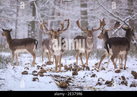 Duelmen, NRW, Allemagne. 17 janvier 2021. Un groupe de mâles (Bucks) se nourrit de betteraves fournies par les éleveurs forestiers comme nourriture supplémentaire pour les grands herdes qui se déplacent librement dans la forêt et les bois. Un troupeau de cerfs de jachère (dama dama) recherche des aliments dans la neige fraîche à la réserve naturelle de Duelmen. Credit: Imagetraceur/Alamy Live News Banque D'Images