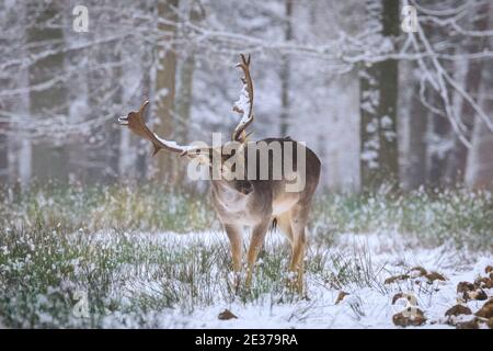 Duelmen, NRW, Allemagne. 17 janvier 2021. Un homme (buck) nettoie ses bois dans la neige. Un troupeau de cerfs de jachère (dama dama) recherche des aliments dans la neige fraîche à la réserve naturelle de Duelmen. Les éleveurs de forêts ont fourni des betteraves supplémentaires pour les grands herdes qui se déplacent librement dans les forêts et les bois. Credit: Imagetraceur/Alamy Live News Banque D'Images