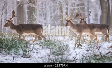 Duelmen, NRW, Allemagne. 17 janvier 2021. Plusieurs mâles (Bucks) marchent dans la neige. Un troupeau de cerfs de jachère (dama dama) recherche des aliments dans la neige fraîche à la réserve naturelle de Duelmen. Les éleveurs de forêts ont fourni des betteraves supplémentaires pour les grands herdes qui se déplacent librement dans les forêts et les bois. Credit: Imagetraceur/Alamy Live News Banque D'Images