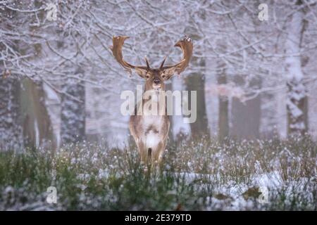 Duelmen, NRW, Allemagne. 17 janvier 2021. Un mâle (buck) se tient fièrement près du groupe. Un troupeau de cerfs de jachère (dama dama) recherche des aliments dans la neige fraîche à la réserve naturelle de Duelmen. Les éleveurs de forêts ont fourni des betteraves supplémentaires pour les grands herdes qui se déplacent librement dans les forêts et les bois. Credit: Imagetraceur/Alamy Live News Banque D'Images
