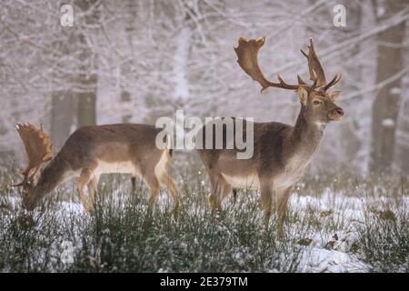 Duelmen, NRW, Allemagne. 17 janvier 2021. Deux mâles (Bucks) se tiennent dans la neige fraîche. Un troupeau de cerfs de jachère (dama dama) recherche des aliments dans la neige fraîche à la réserve naturelle de Duelmen. Les éleveurs de forêts ont fourni des betteraves supplémentaires pour les grands herdes qui se déplacent librement dans les forêts et les bois. Credit: Imagetraceur/Alamy Live News Banque D'Images
