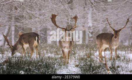 Duelmen, NRW, Allemagne. 17 janvier 2021. Plusieurs mâles (Bucks) marchent dans la neige. Un troupeau de cerfs de jachère (dama dama) recherche des aliments dans la neige fraîche à la réserve naturelle de Duelmen. Les éleveurs de forêts ont fourni des betteraves supplémentaires pour les grands herdes qui se déplacent librement dans les forêts et les bois. Credit: Imagetraceur/Alamy Live News Banque D'Images