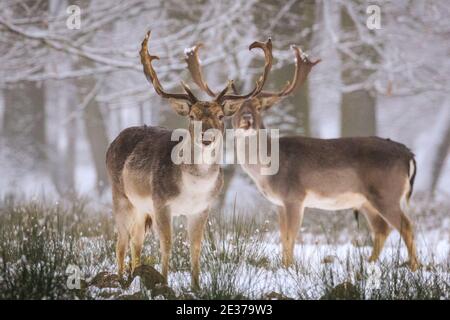 Duelmen, NRW, Allemagne. 17 janvier 2021. Un groupe de mâles (Bucks) se nourrit de betteraves fournies par les éleveurs forestiers comme nourriture supplémentaire pour les grands herdes qui se déplacent librement dans la forêt et les bois. Un troupeau de cerfs de jachère (dama dama) recherche des aliments dans la neige fraîche à la réserve naturelle de Duelmen. Credit: Imagetraceur/Alamy Live News Banque D'Images