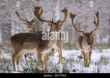 Duelmen, NRW, Allemagne. 17 janvier 2021. Un groupe de mâles (Bucks) se nourrit de betteraves fournies par les éleveurs forestiers comme nourriture supplémentaire pour les grands herdes qui se déplacent librement dans la forêt et les bois. Un troupeau de cerfs de jachère (dama dama) recherche des aliments dans la neige fraîche à la réserve naturelle de Duelmen. Credit: Imagetraceur/Alamy Live News Banque D'Images