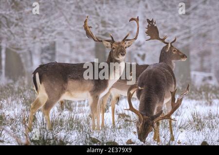 Duelmen, NRW, Allemagne. 17 janvier 2021. Un groupe de mâles (Bucks) se nourrit de betteraves fournies par les éleveurs forestiers comme nourriture supplémentaire pour les grands herdes qui se déplacent librement dans la forêt et les bois. Un troupeau de cerfs de jachère (dama dama) recherche des aliments dans la neige fraîche à la réserve naturelle de Duelmen. Credit: Imagetraceur/Alamy Live News Banque D'Images