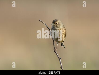 Linnet, Acanthis cannabina, perchée sur une branche en hiver dans la réserve naturelle Otmoor de la RSPB, Oxfordshire, 16 décembre 2017. Banque D'Images