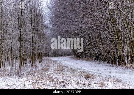 Neige fraîchement tombée couvrant les sentiers de la réserve de Honey Creek à Tipp City, Ohio. Banque D'Images