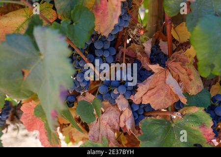 Vignes sur un vignoble dans la région de l'Alentejo au Portugal Banque D'Images