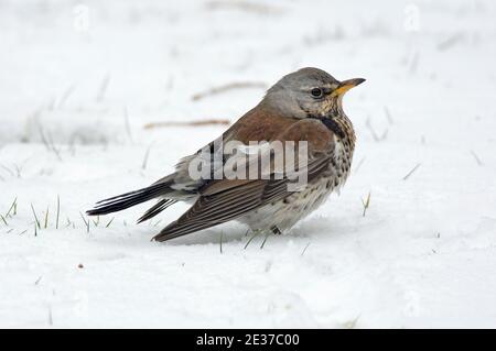 Fieldfare, Turdus pilaris, sur une pelouse enneigée dans un jardin à Harwell, Oxfordshire, 2 mars 2018. Banque D'Images