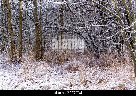 Neige fraîchement tombée couvrant les sentiers de la réserve de Honey Creek à Tipp City, Ohio. Banque D'Images