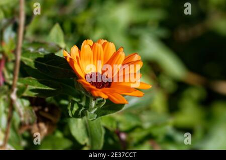 Photo ensoleillée de fleur d'orange, fleur d'orange sur fond vert Banque D'Images