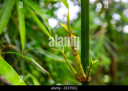 Pousse de bambou dans la nature de la forêt, Bangladesh Banque D'Images