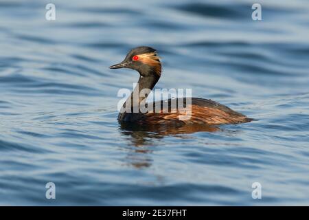 Été la Grebe à col noir, Podiceps nigricollis, sur le réservoir de Farmoor, Oxfordshire, 14 mai 2018. Banque D'Images