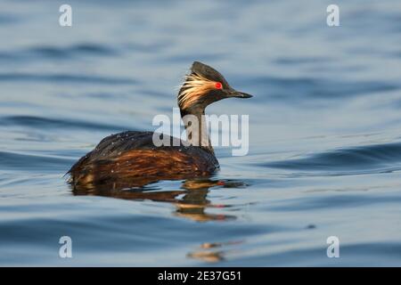 Été la Grebe à col noir, Podiceps nigricollis, sur le réservoir de Farmoor, Oxfordshire, 14 mai 2018. Banque D'Images