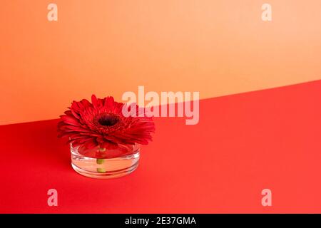Gerbera rouge dans l'eau. Concept avec espace de copie Banque D'Images