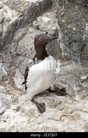 Guillemot, Uria aalge, en forme de bridé, sur le rebord de la falaise de l'île de Lunga, Treshnisch Isles, Écosse, 31 mai 2018. Banque D'Images